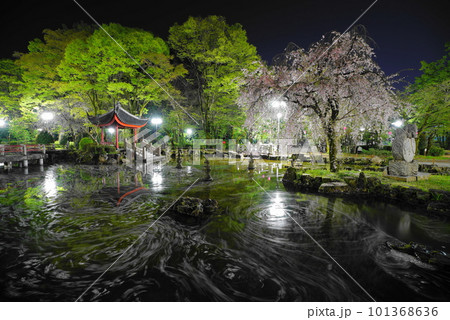 岐阜公園の日中友好庭園の花筏 岐阜公園の日中友好庭園の花筏 101368636