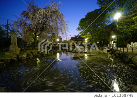 ブルーアワー時の岐阜公園の日中友好庭園の花筏 ブルーアワー時の岐阜公園の日中友好庭園の花筏 101368749