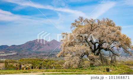 山梨韮崎 わに塚の桜 桜と茅ヶ岳のある風景 山梨韮崎 わに塚の桜 桜と茅ヶ岳のある風景 101368871