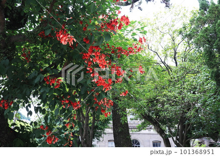 満開のデイゴの花 101368951