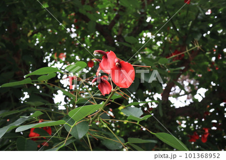 美しいデイゴの花 101368952