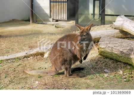 大阪・池田 五月山動物園 ワラビー 101369069