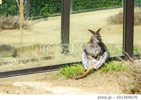 大阪・池田 五月山動物園 くつろぐワラビー 101369070