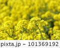 一面に広がる菜の花畑 101369192