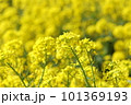一面に広がる菜の花畑 101369193