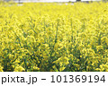 一面に広がる菜の花畑 101369194