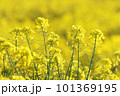 農村の春　青空と菜の花 101369195
