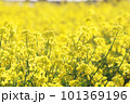 農村の春　青空と菜の花 101369196