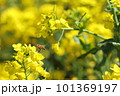 農村の春　青空と菜の花 101369197