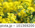 菜の花の蜜を吸うミツバチ 101369200