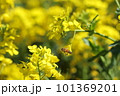 菜の花の蜜を吸うミツバチ 101369201