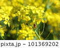 菜の花の蜜を吸うミツバチ 101369202