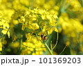 菜の花の蜜を吸うミツバチ 101369203