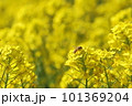 菜の花の蜜を吸うミツバチ 101369204