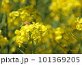 菜の花の蜜を吸うミツバチ 101369205