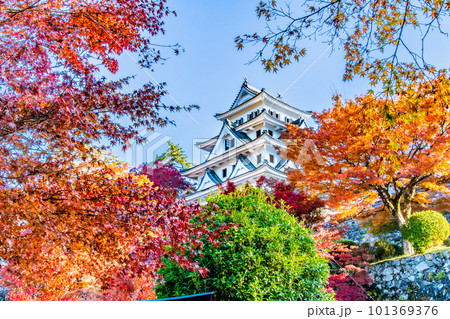 岐阜 紅葉の郡上八幡城 岐阜 紅葉の郡上八幡城 101369376