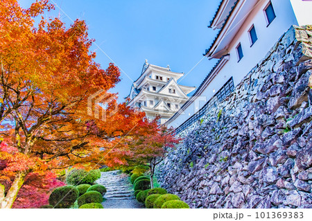 岐阜 紅葉の郡上八幡城 岐阜 紅葉の郡上八幡城 101369383