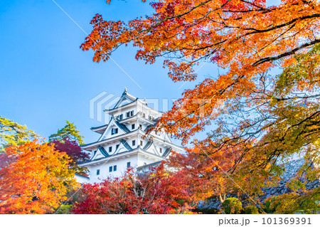 岐阜　紅葉の郡上八幡城 101369391