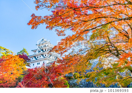 岐阜 紅葉の郡上八幡城 岐阜 紅葉の郡上八幡城 101369393