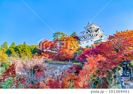 岐阜 紅葉の郡上八幡城 岐阜 紅葉の郡上八幡城 101369401