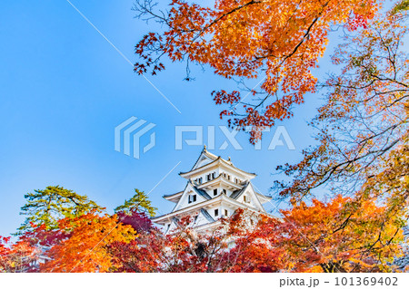 岐阜 紅葉の郡上八幡城 岐阜 紅葉の郡上八幡城 101369402