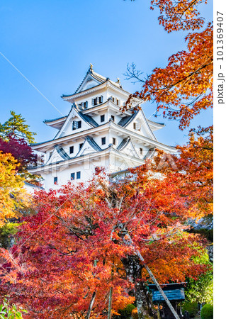 岐阜 紅葉の郡上八幡城 岐阜 紅葉の郡上八幡城 101369407