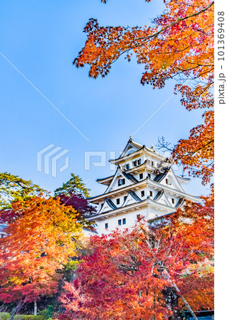 岐阜 紅葉の郡上八幡城 岐阜 紅葉の郡上八幡城 101369408