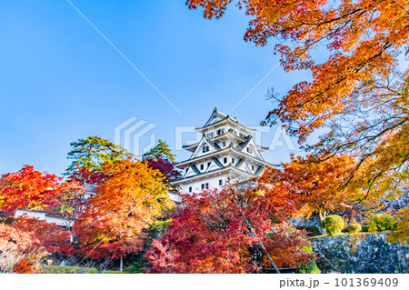 岐阜 紅葉の郡上八幡城 岐阜 紅葉の郡上八幡城 101369409