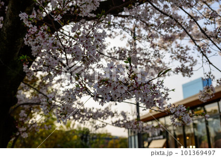 2023年大阪城公園の桜 2023年大阪城公園の桜 101369497