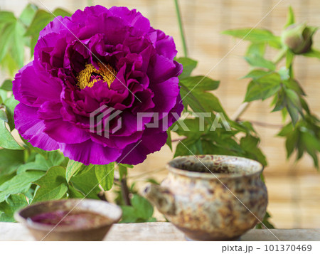 牡丹の花で一杯 101370469