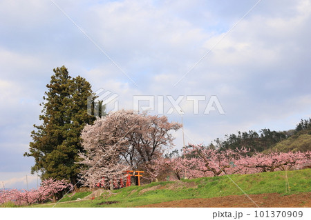 桜と桃と鳥居のある景色 桜と桃と鳥居のある景色 101370909