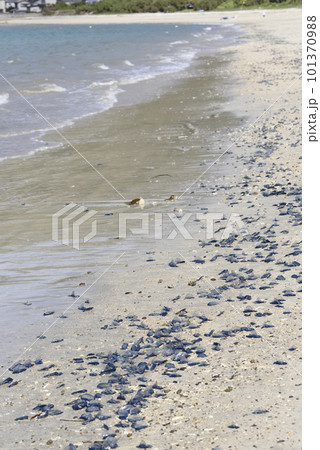 カツオノカンムリの海岸漂着（奄美大島名瀬） 101370988