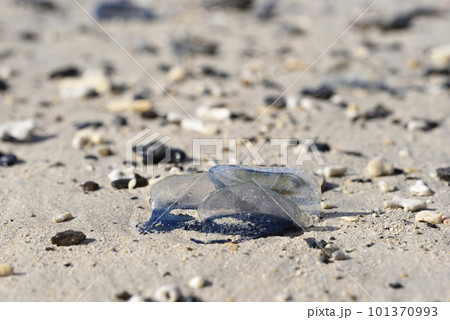 カツオノカンムリの海岸漂着（奄美大島名瀬） 101370993
