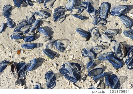 カツオノカンムリの海岸漂着（奄美大島名瀬） 101370994