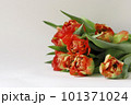 Tulip flowers bouquet terry peony-shaped orange red color frame boarder on white background. Tulip flowers bouquet terry peony-shaped orange red color frame boarder on white background. 101371024