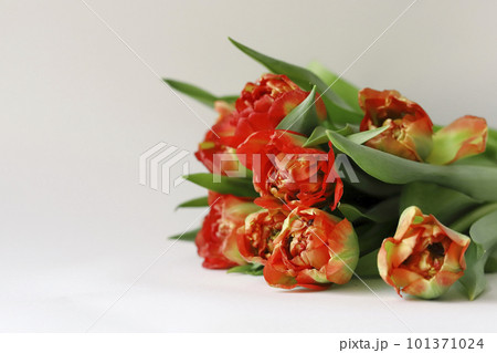 Tulip flowers bouquet terry peony-shaped orange red color frame boarder on white background. 101371024