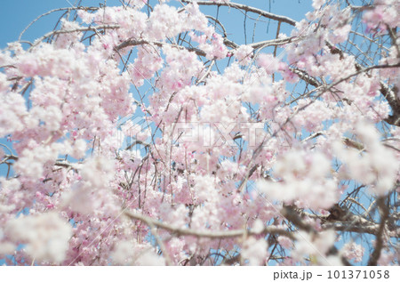 虎渓公園のしだれ桜 虎渓公園のしだれ桜 101371058