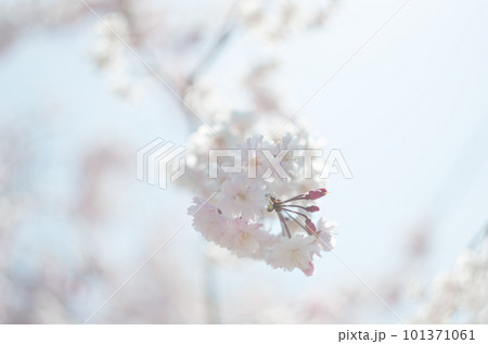 虎渓公園のしだれ桜 101371061
