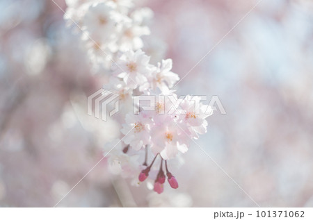 虎渓公園のしだれ桜 虎渓公園のしだれ桜 101371062