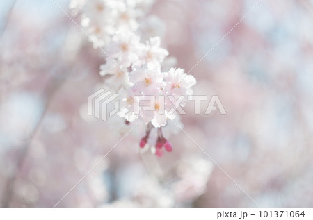 虎渓公園のしだれ桜 101371064
