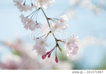 虎渓公園のしだれ桜 虎渓公園のしだれ桜 101371067
