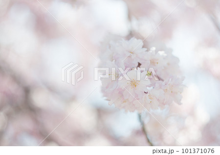 虎渓公園のしだれ桜 101371076