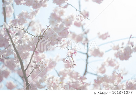 虎渓公園のしだれ桜 101371077