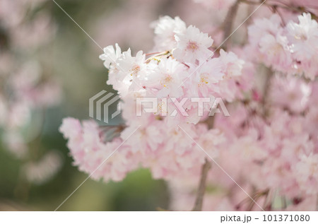 虎渓公園のしだれ桜 101371080