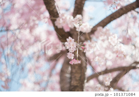 虎渓公園のしだれ桜 虎渓公園のしだれ桜 101371084