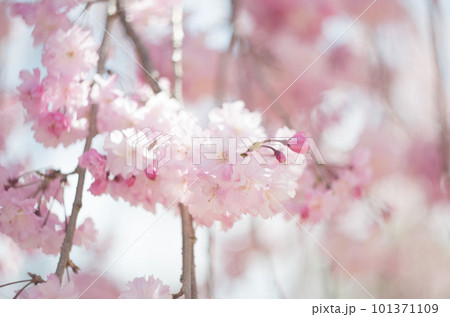虎渓公園のしだれ桜 101371109