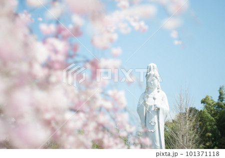虎渓公園のしだれ桜 101371118