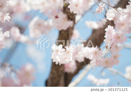 虎渓公園のしだれ桜 虎渓公園のしだれ桜 101371125