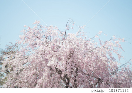 虎渓公園のしだれ桜 虎渓公園のしだれ桜 101371152