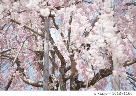 虎渓公園のしだれ桜 101371166